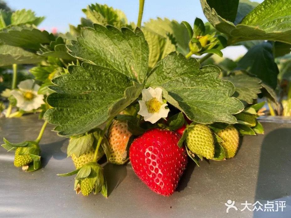 草莓季來了！廣州摘草莓指南出爐！快帶孩子走起