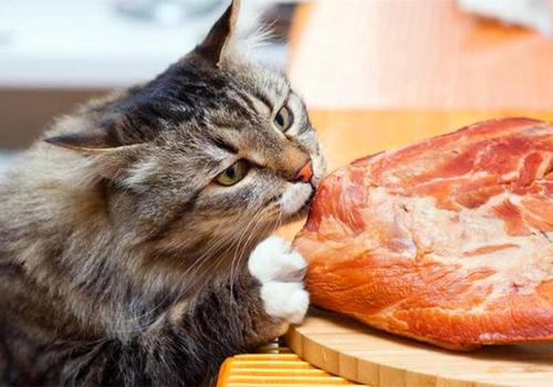 猫咪一天的饮食量是多少？如何科学喂养猫咪呢