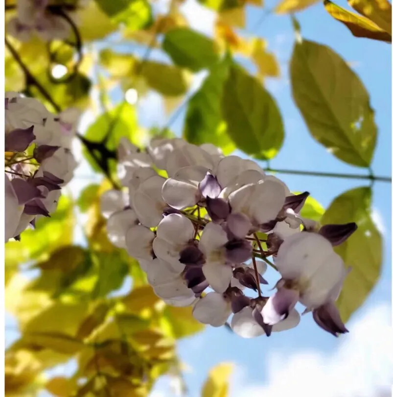 除了玫瑰花 你知道紫藤花也可以做成鮮花餅嗎 味道絲毫不遜色 天天看點