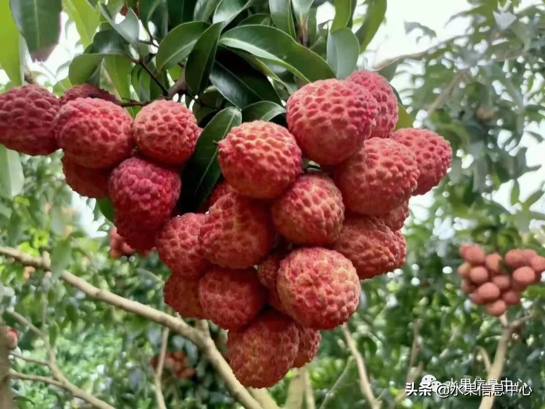 桂味荔枝产地:广东,广西,海南等时间:约6月上中旬成熟果皮鲜红色佑 