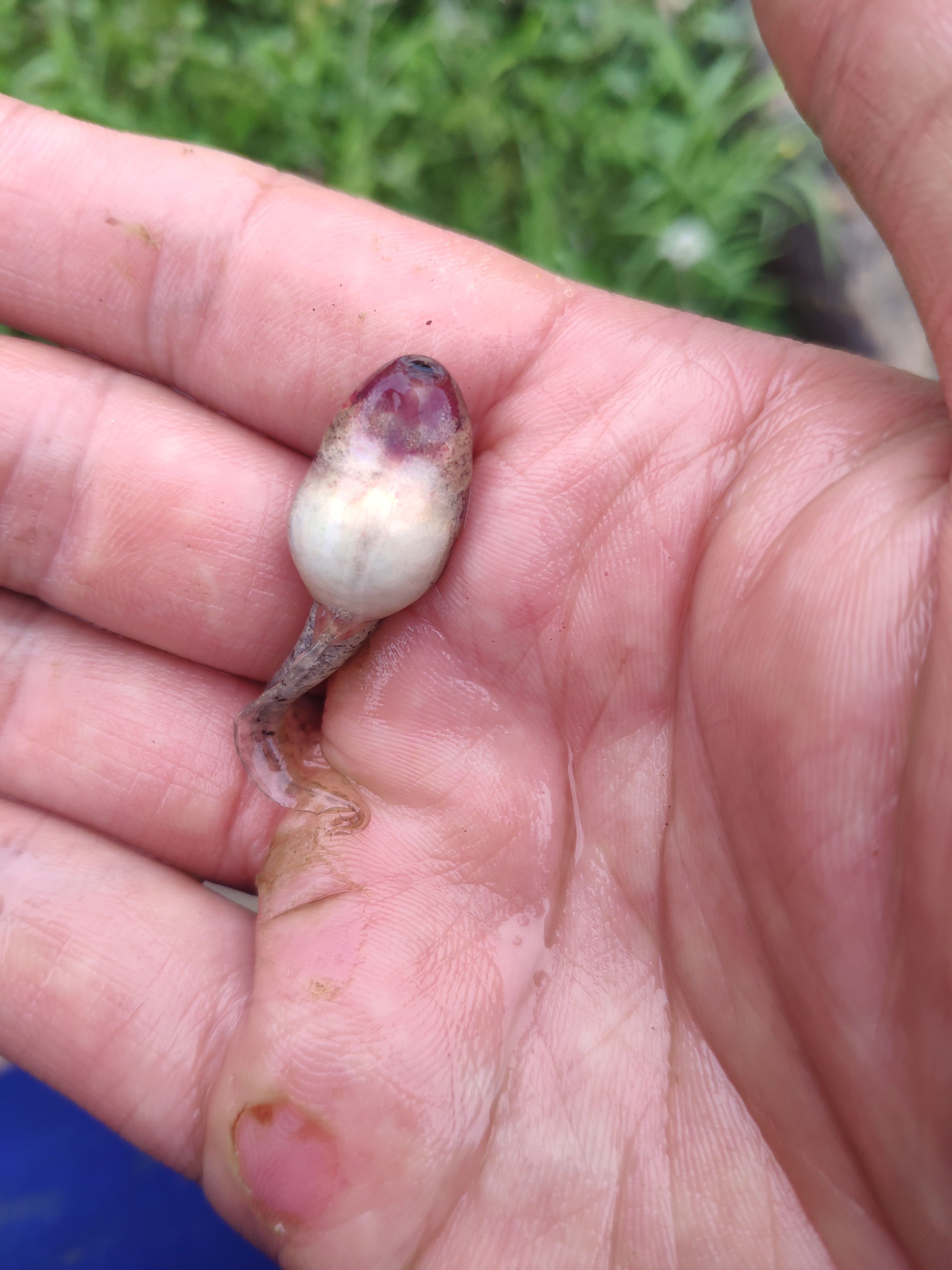 黑斑蛙蝌蚪期(刚孵化到变态上岸)的管理方法及常见疾病预防措施