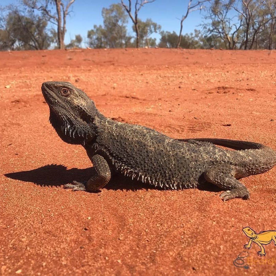 草原上的蜥蜴怎么养比较好「记得收藏」 -骁龙网
