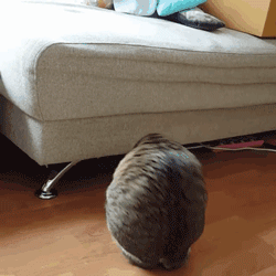 为什么猫有时候会在地上打滚，扭来扭去？