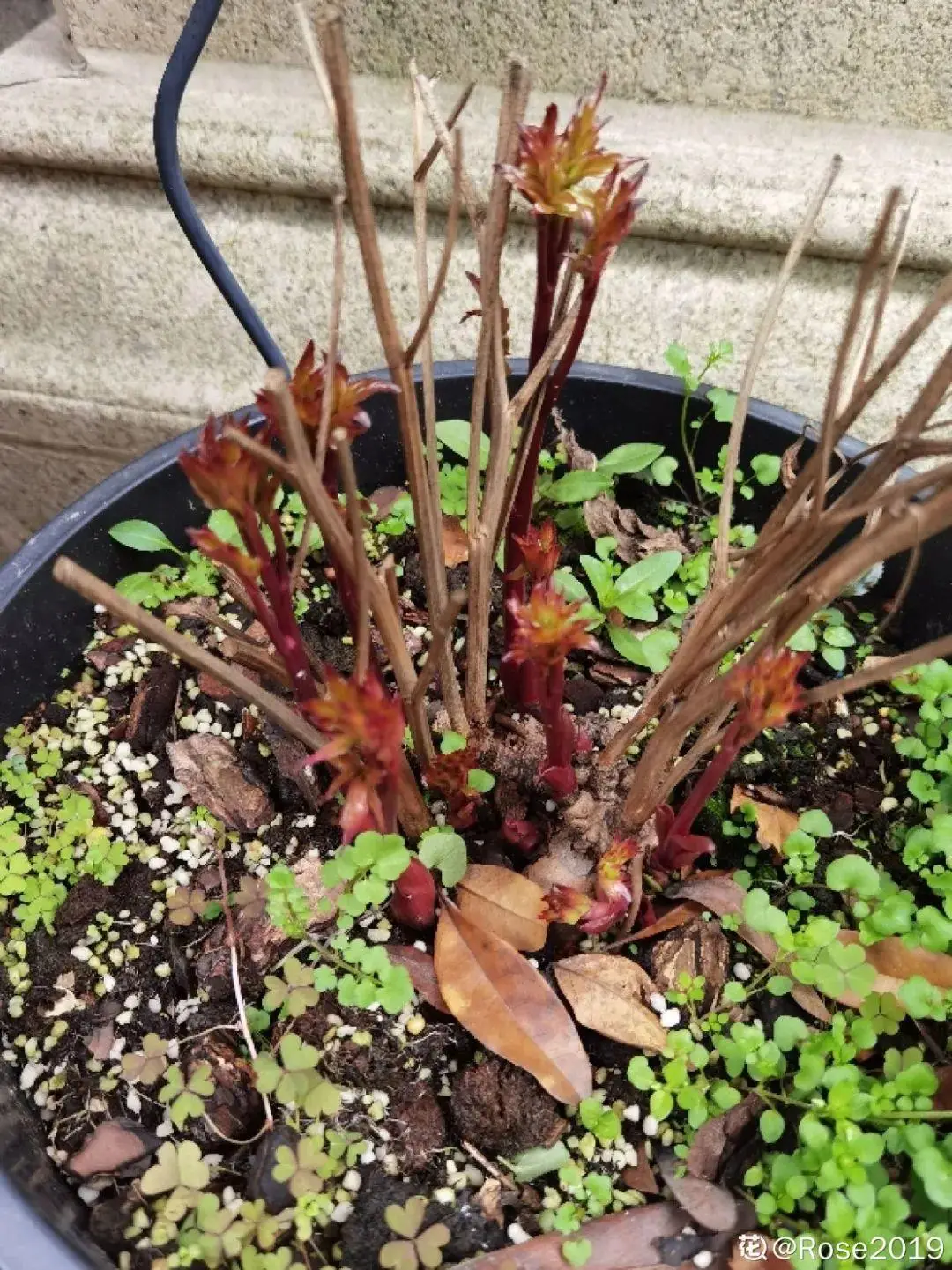 芍药花什么时候开花（芍药种植方法和时间）