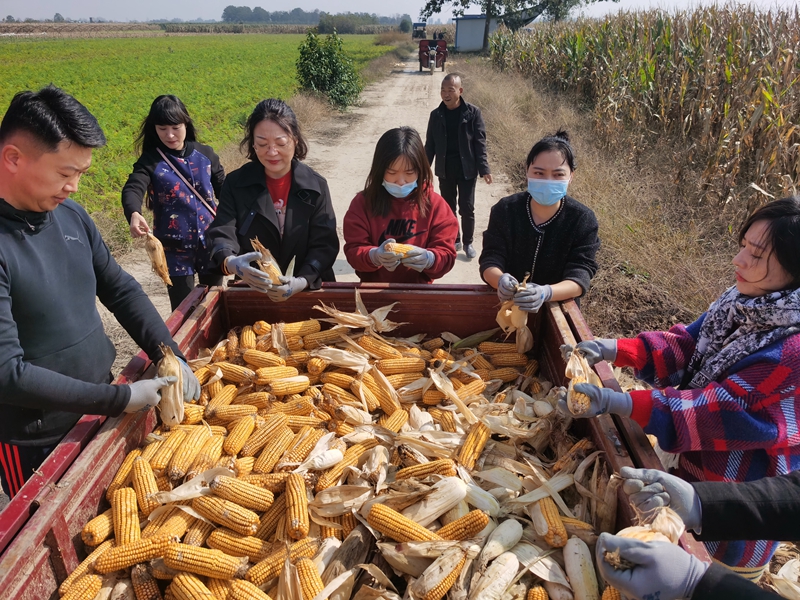 渭南市农投集团上下合力开展秋粮抢收自救工作