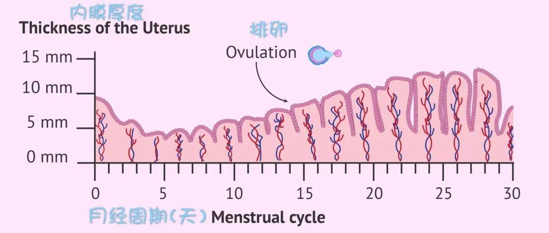子宫内膜怎么看？月经前后不一样？
