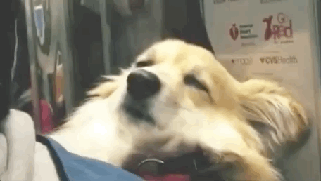 背包里的柯基每天在纽约地铁上打瞌睡，可可爱爱，收获了好多粉丝