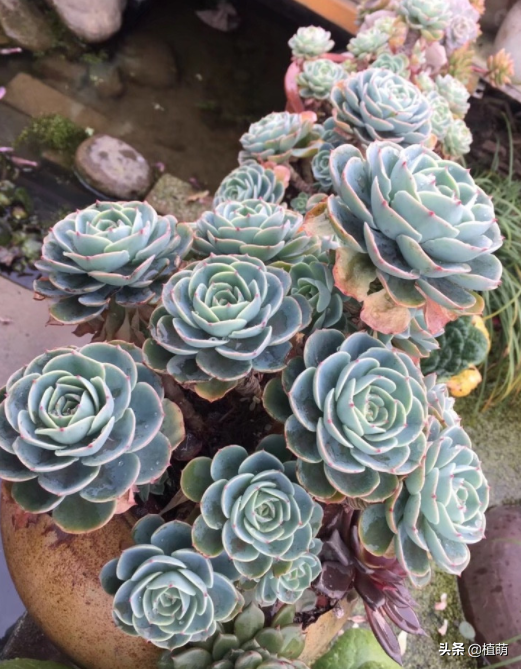 养玉蝶,做好6点,一样能爆盆,变成老桩状态