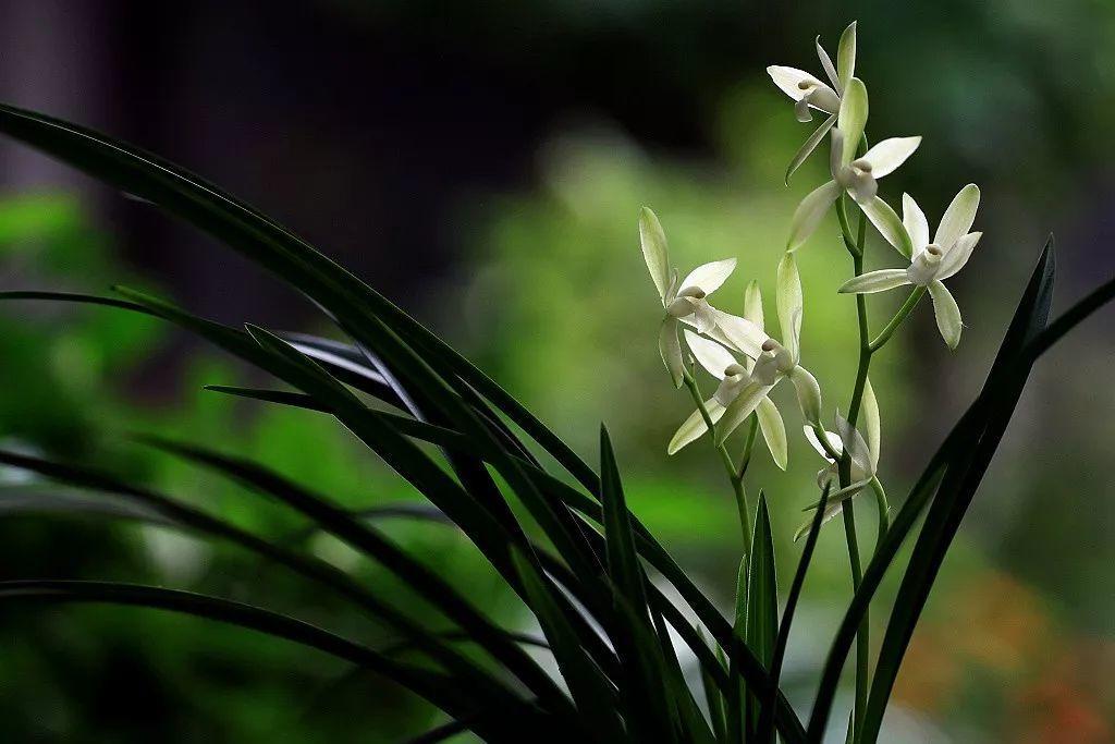 兰花最全养护要点，一年四季绿油油，开花还能香满屋