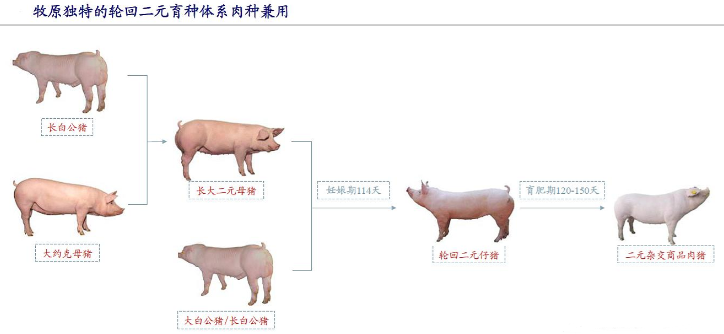 在质疑中经受考验的牧原股份(牧原股份今天大涨的原因)