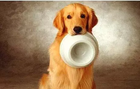 狗狗每天究竟该吃多少，90%宠主都问过的问题