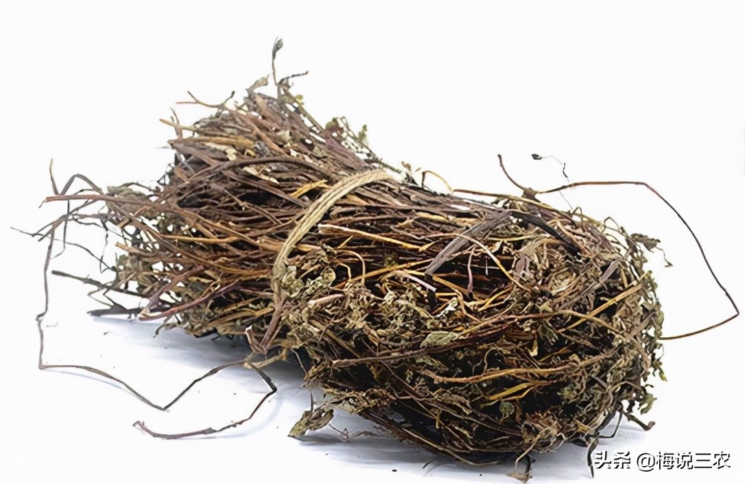 奶茶里的“燒仙草”，究竟是什么草？