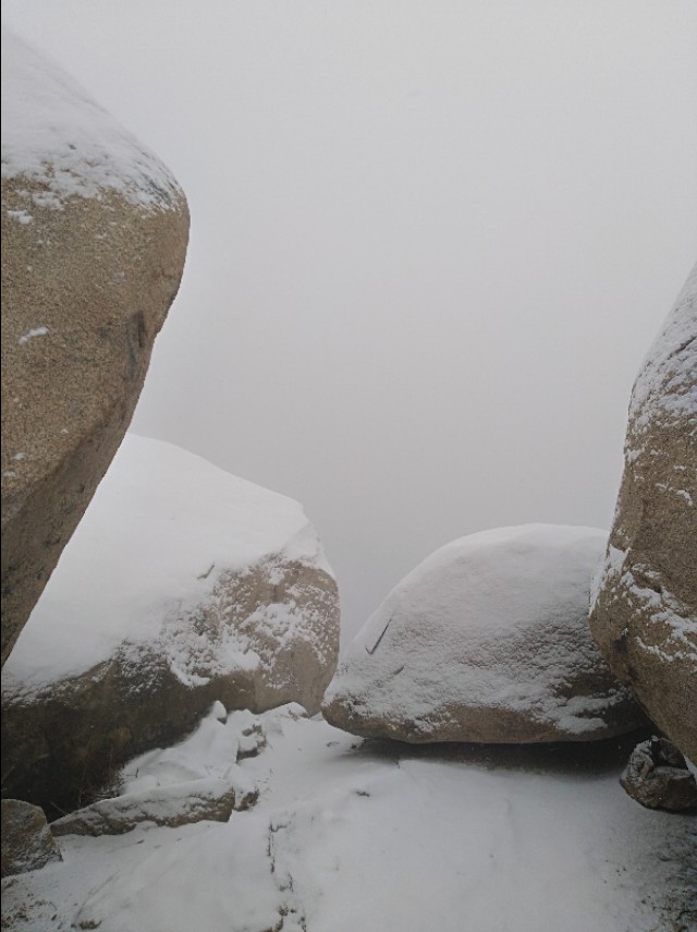 【七律】•三月飞雪