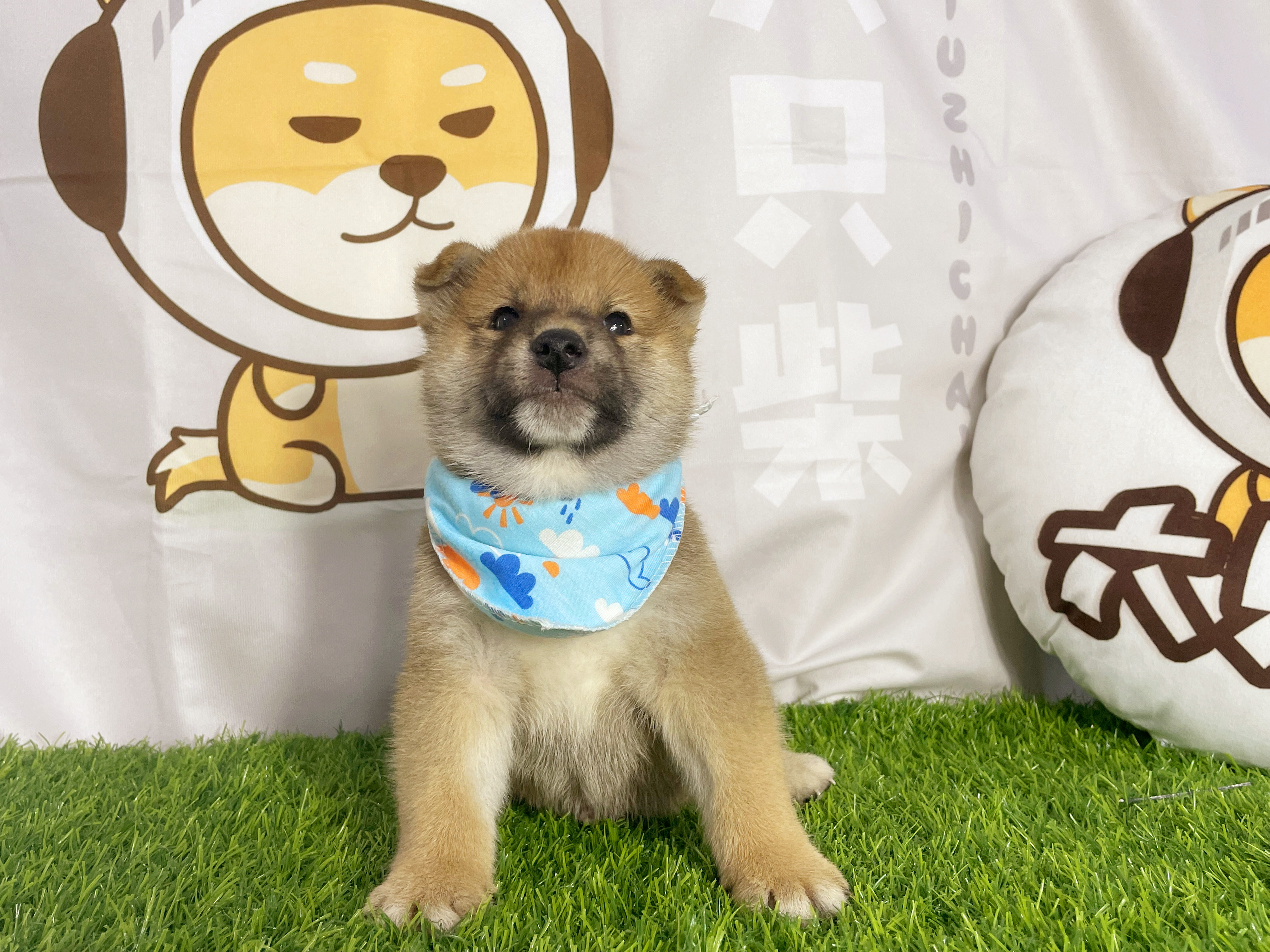 两个月大的柴犬到家怎么养?