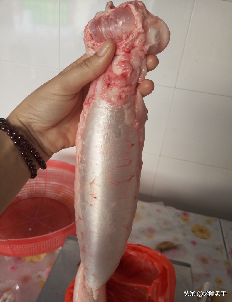 鱼鳔是什么东西(鱼鳔是鱼身上的哪个部位)-微赚云博客