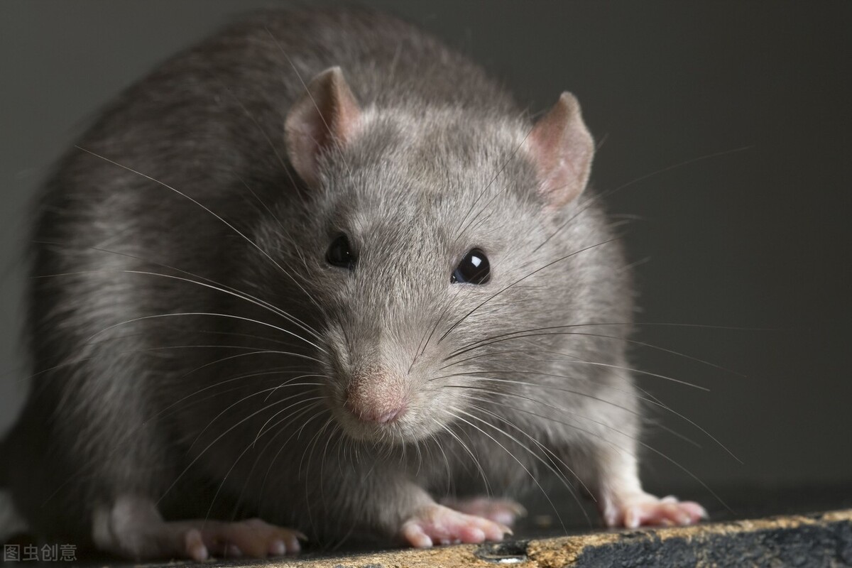 吃肉会增加癌症的风险？医生忠告：这3种肉确实应该少吃