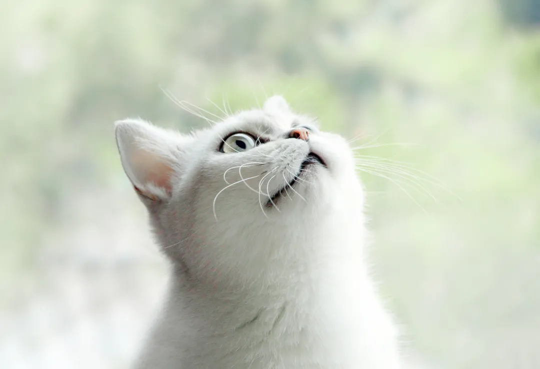 猫什么时候换牙(猫咪一生换几次牙及换牙过程图解) 猫什么时候换牙(猫咪一生换几次牙及换牙过程图解)