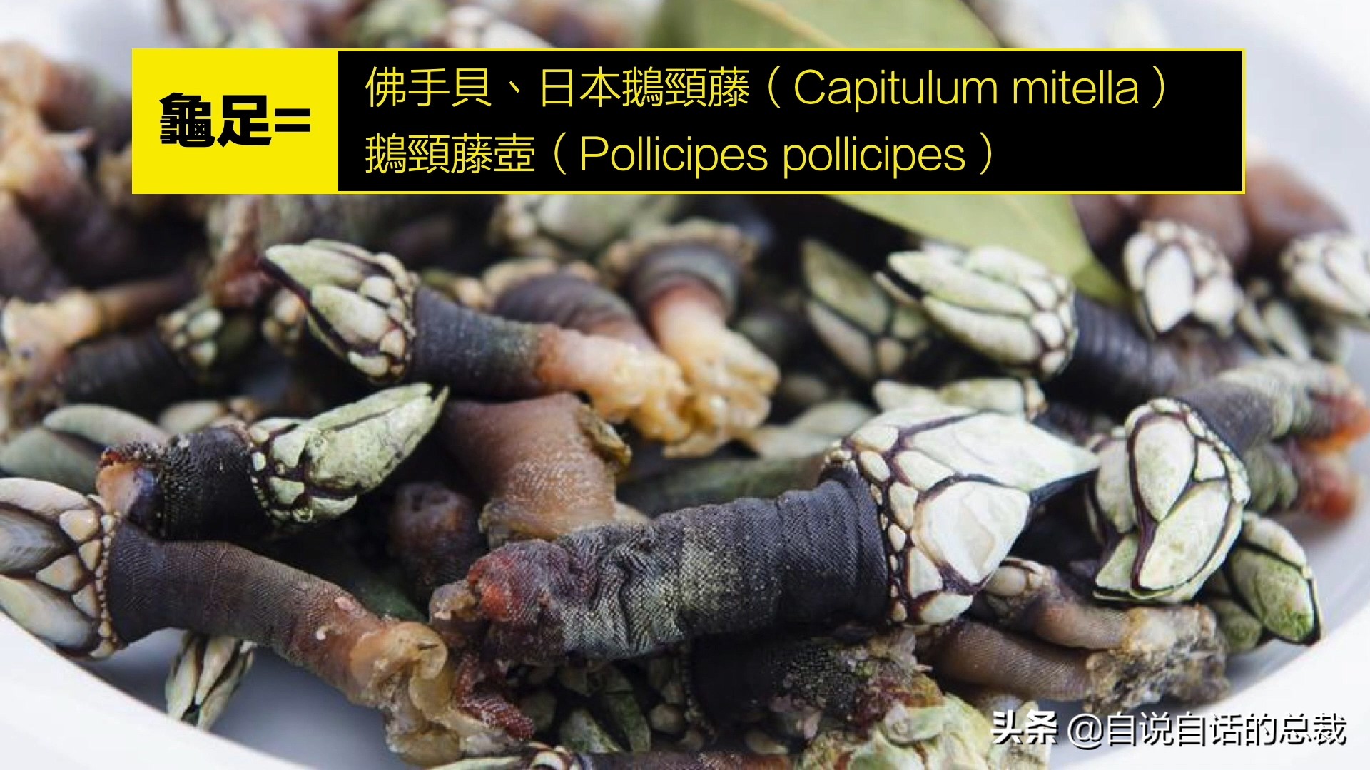 蛤、蚶、蛏、蚝、蚬有什么区别？这是一群美味海怪与人类的故事