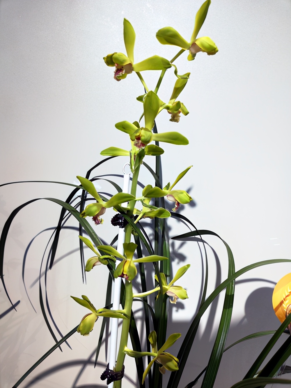 大一品兰花怎么养长得好「专业回答」 -骁龙网