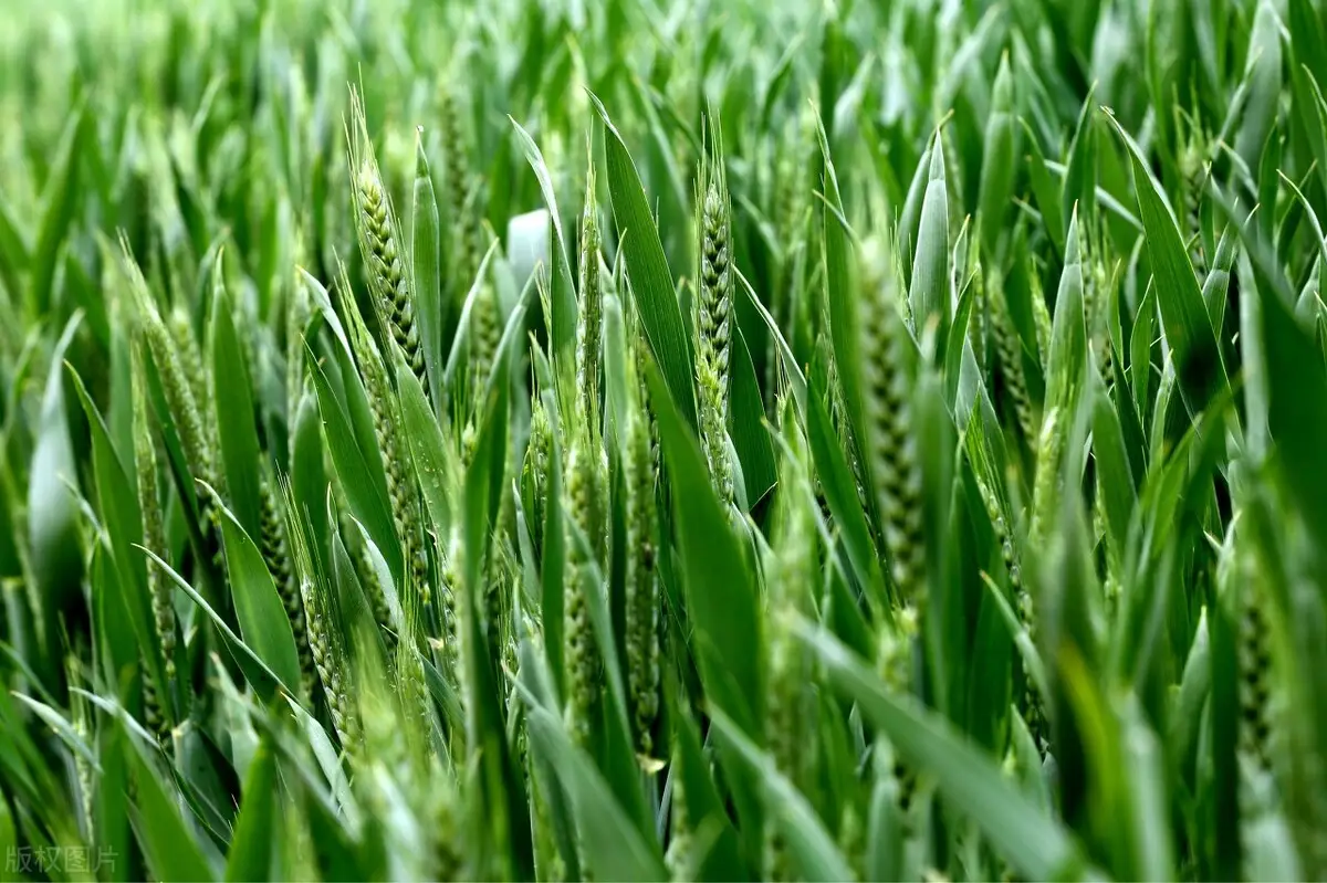 麦子什么时候成熟可以收割（冬小麦和春小麦的成熟时期）