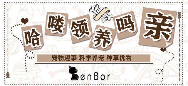 拽猫尾为啥会“拉稀”？阴天为什么猫咪爱洗脸？了解下猫咪感官