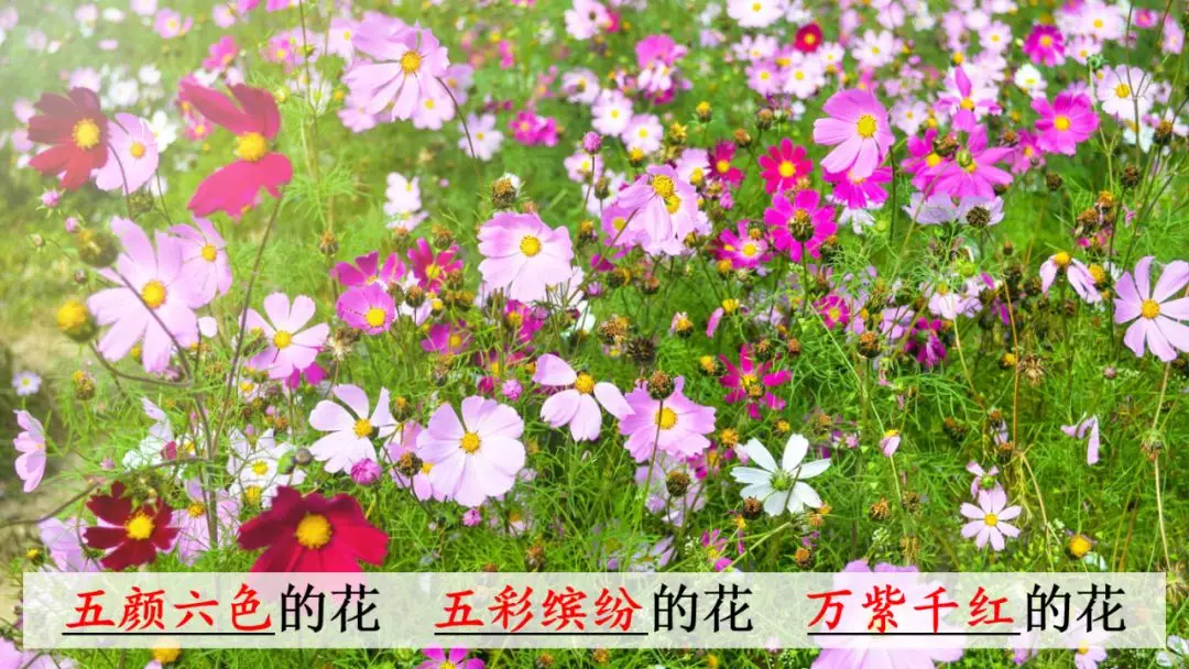 部编版三年级语文下册第二课《燕子》知识点及课堂测试题