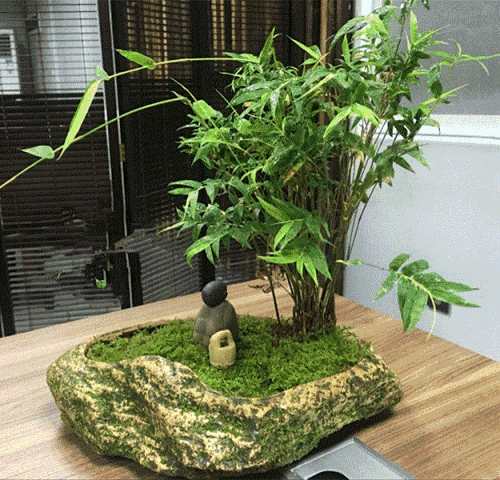 外形圆润细致,可爱庄重,罗汉竹怎么养护观赏性更强?