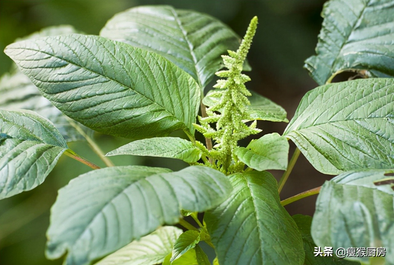 40种野菜图片大全,教你认识不同的野菜和吃法,你想要的野菜都有