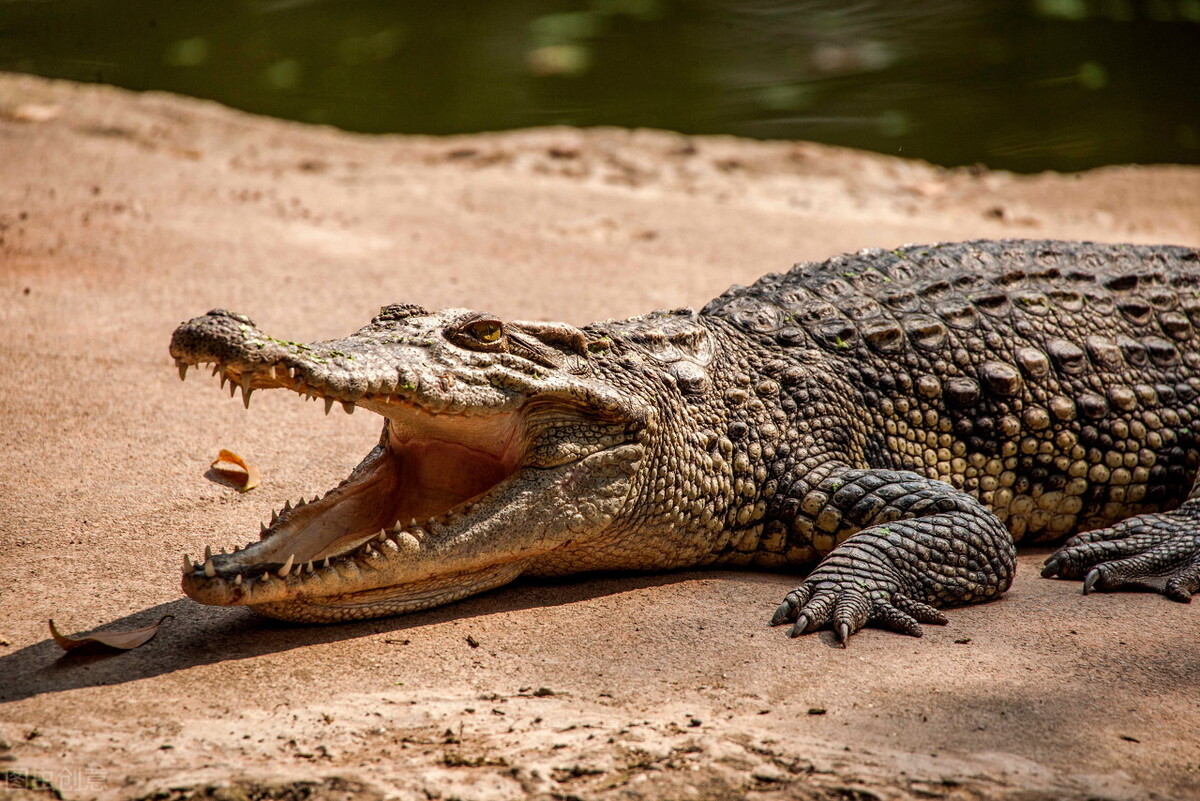 亚马逊河顶级杀手，鳄鱼都选择同归于尽，电鳗为什么如此豪横？