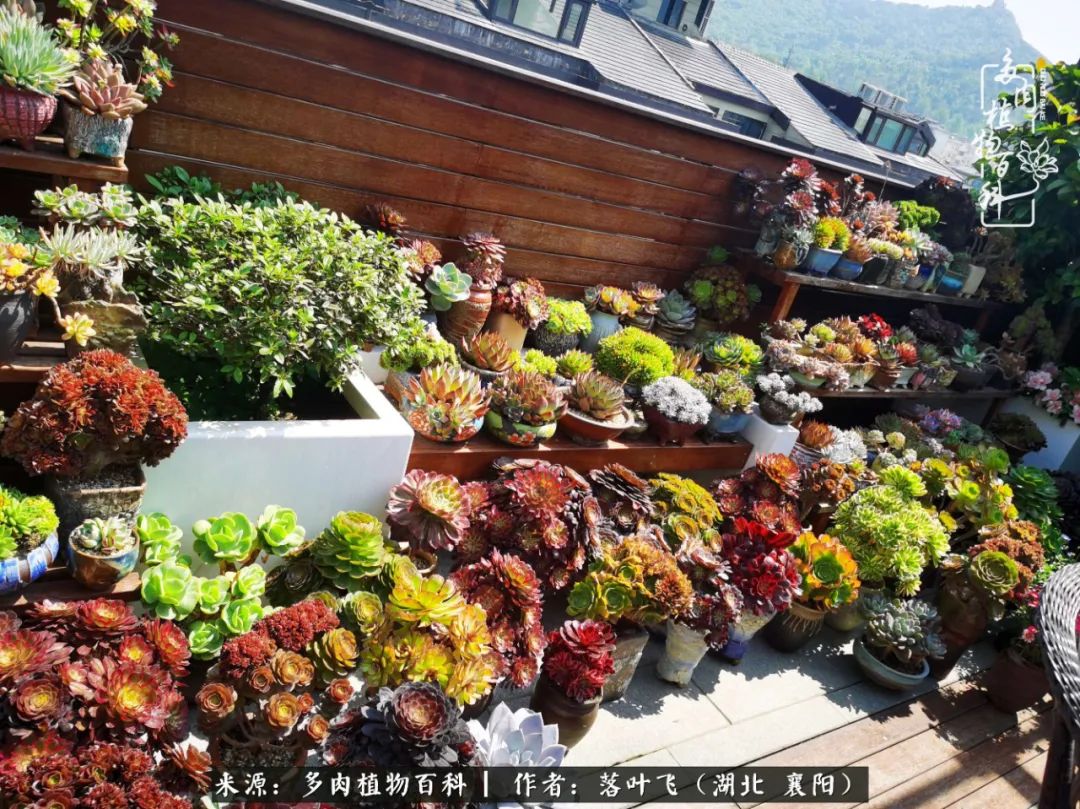 多肉和繁花相映,楼顶花园四季花开,令人沉醉