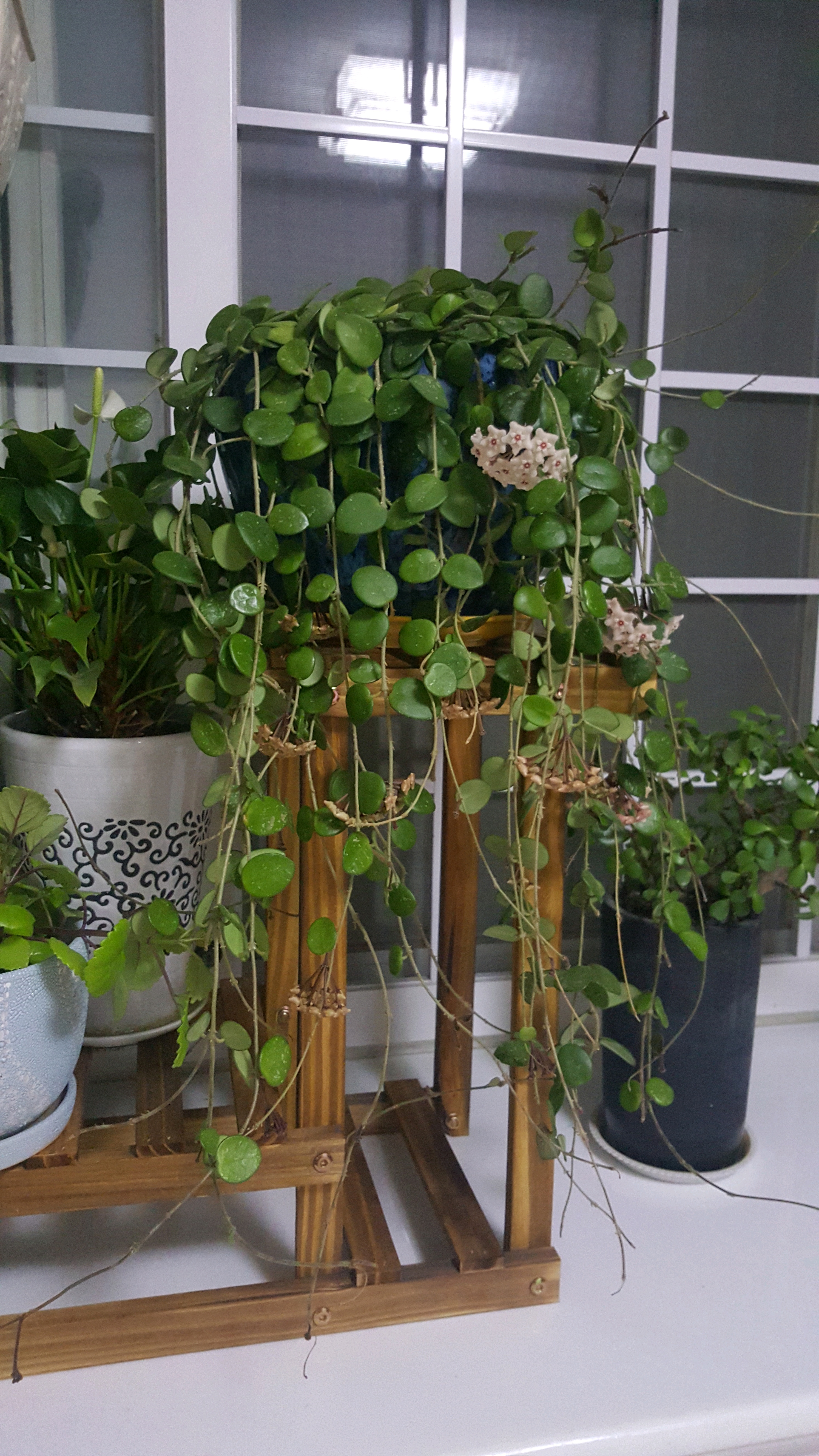 室内盆栽"新宠"——匍匐球兰,种植养护容易,开花时满室飘香