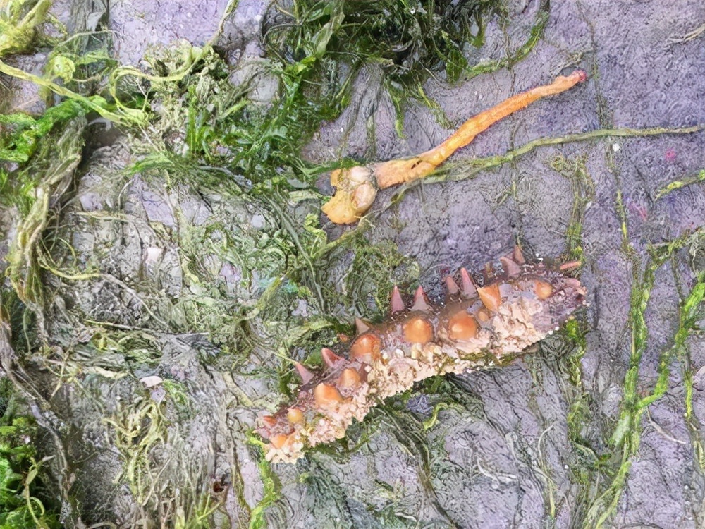 海参的呼吸树,由消化管末端的一部分伸入体腔,然后在体腔中不断分支