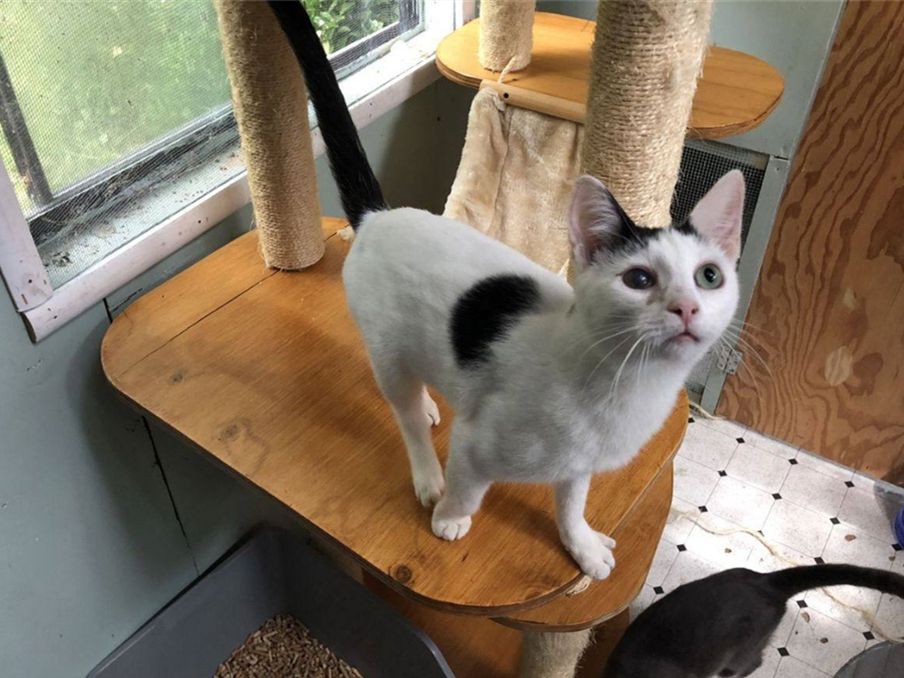 并非如此,猫咪本质实为独居动物_宠物网- 为您提供最全面的宠物资讯和