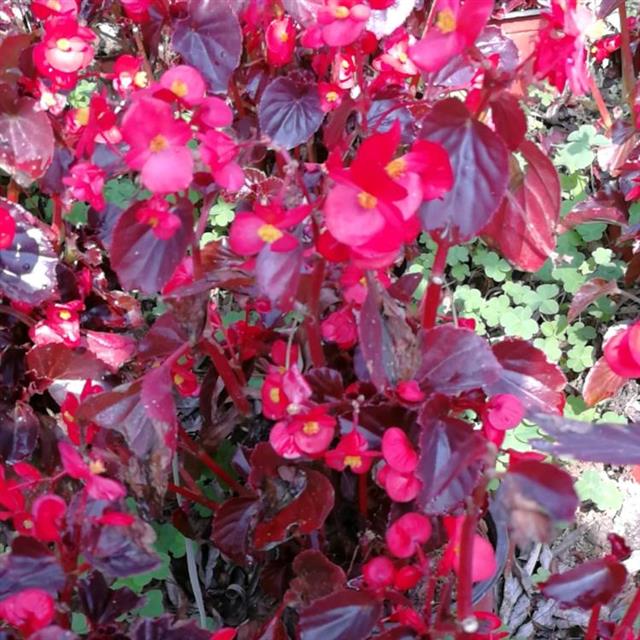 红叶秋海棠怎么养需要注意什么「记得收藏」 -骁龙网