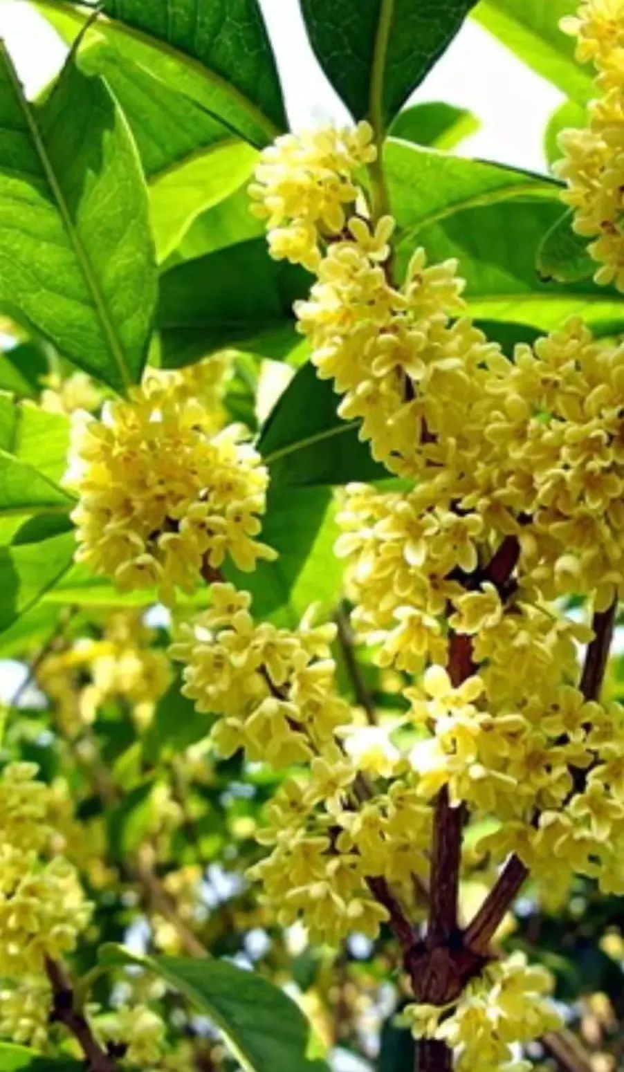 又到了桂花飘香的季节,深深想念曾经的幽幽桂香(散文)