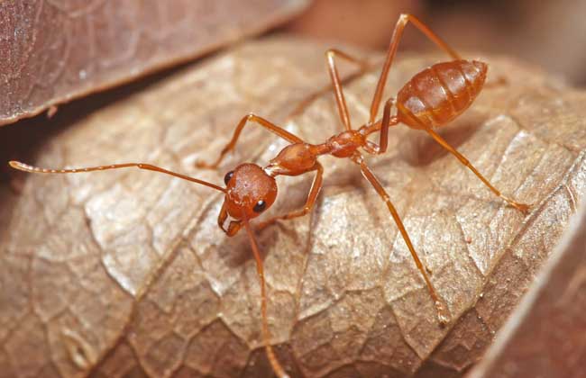 常见的蚂蚁图片集,蚂蚁虽小种类也不少