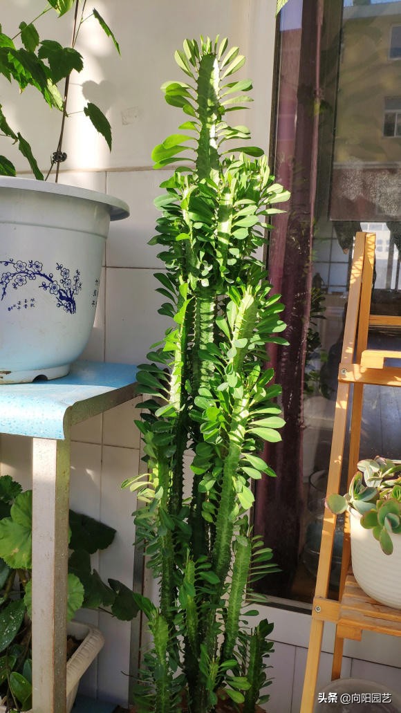 白龙骨多肉怎么养不容易死图文