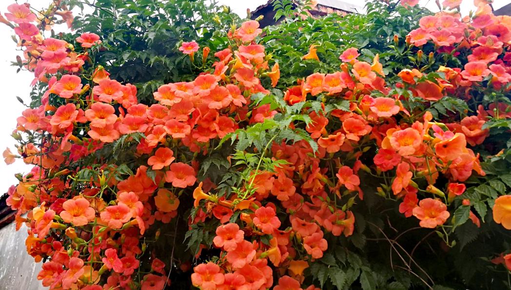 适合庭院养的4种花,夏天冬天都不怕,开花漂亮,南北方都能种