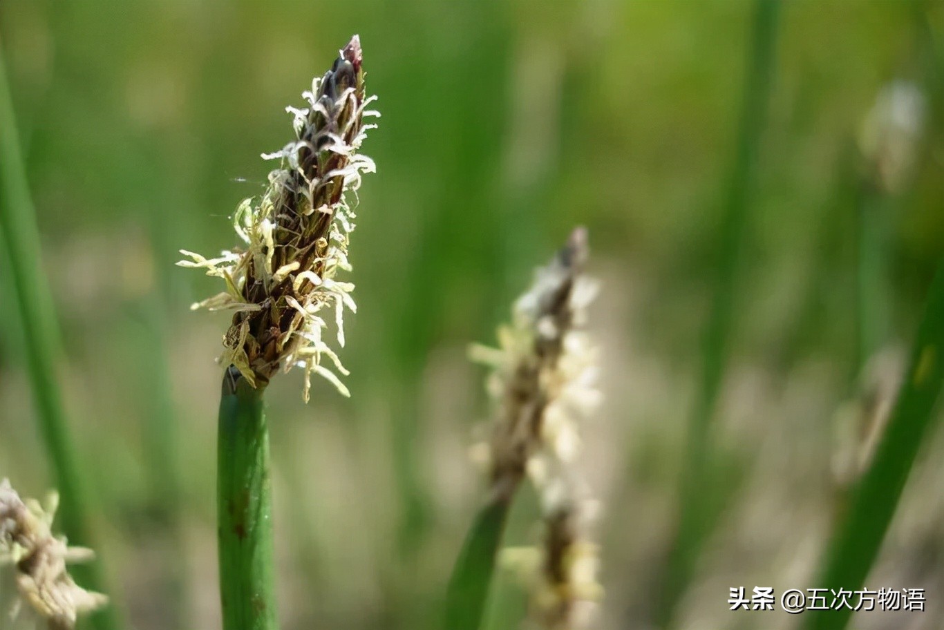 我國(guó)傳統(tǒng)水生蔬菜的起源