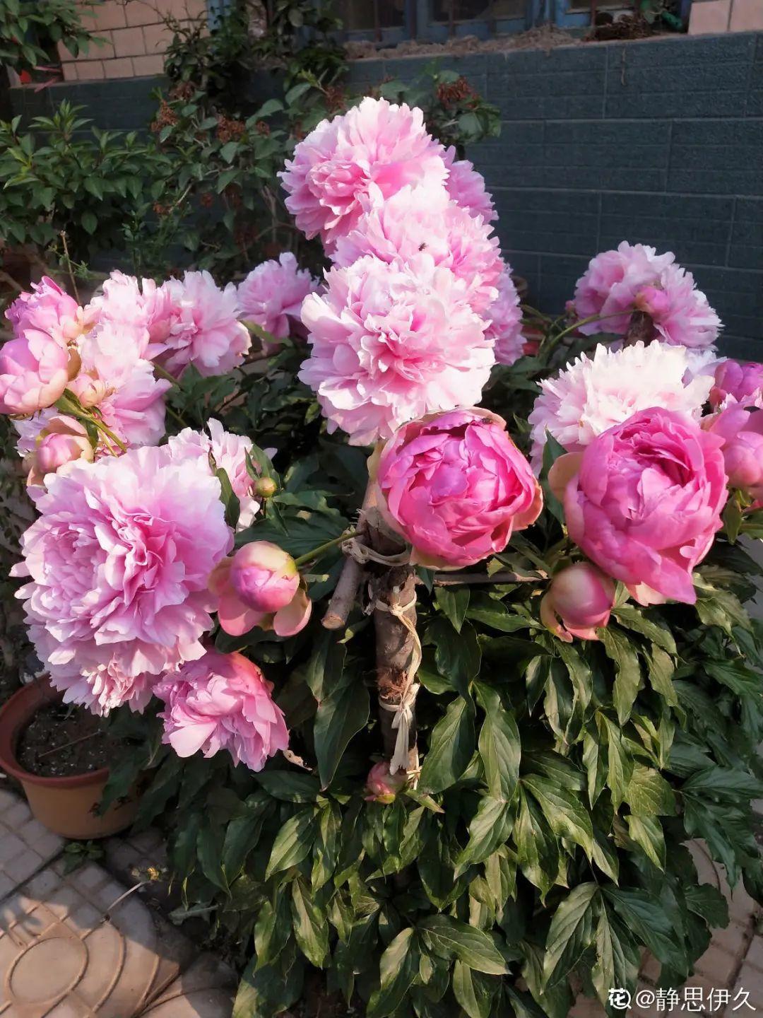 芍药花什么时候开花芍药种植方法和时间