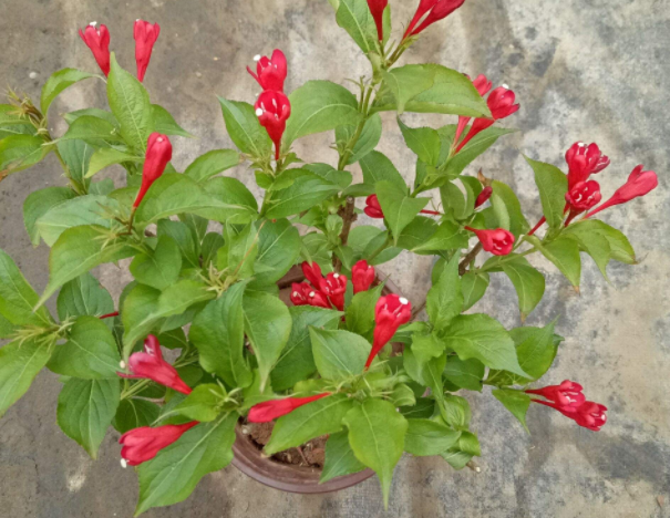 八角口红花烈焰红唇怎么养新手必看图文