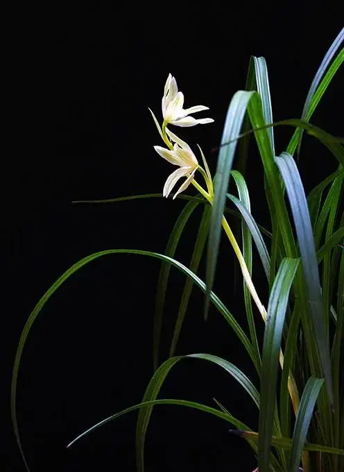 梅兰竹菊诗句四首《一七令·梅兰竹菊》