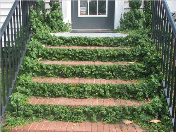 一半留着种绿植,这样还能做个微景观出来,并且留一半专门上下楼梯