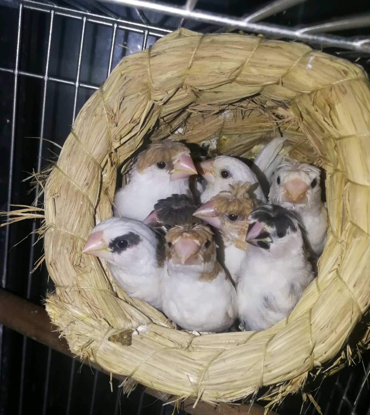 使用十姐妹代孵的繁殖技巧