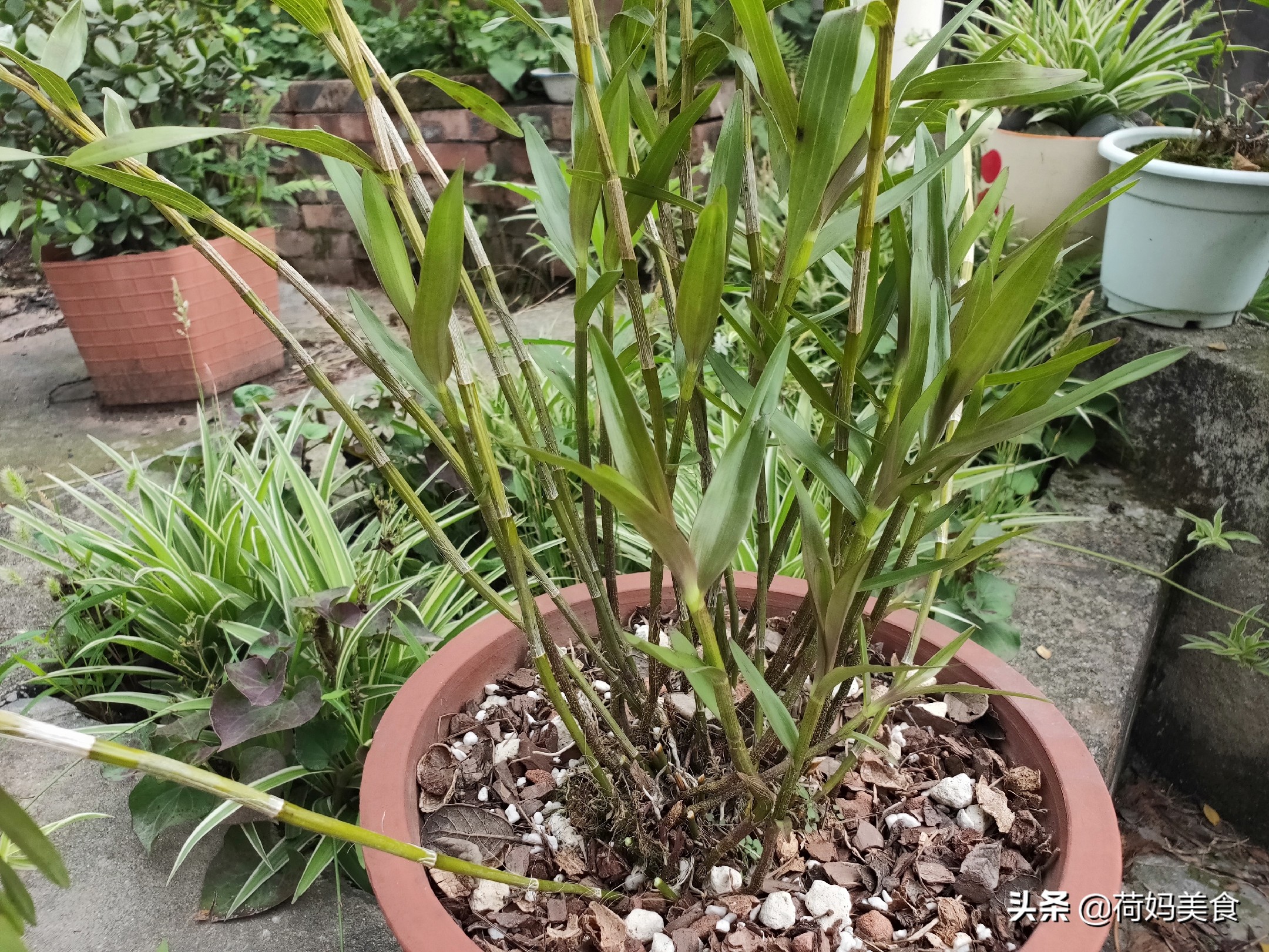 石斛虫草花炖鸡汤，天热也可以喝，味鲜营养，强健体质，老少皆宜