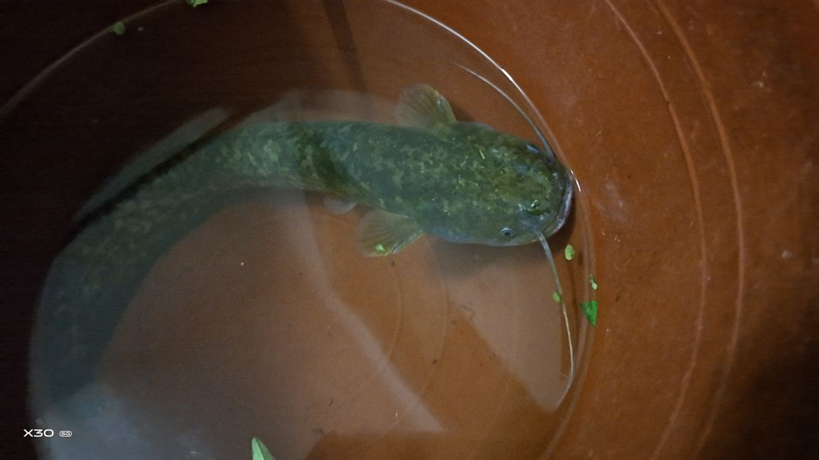 它 眼睛小视力差 可它却是 伏击高手 怎么垂钓大口鲶 钓鲶鱼鱼饵可以选择以下 天天看点