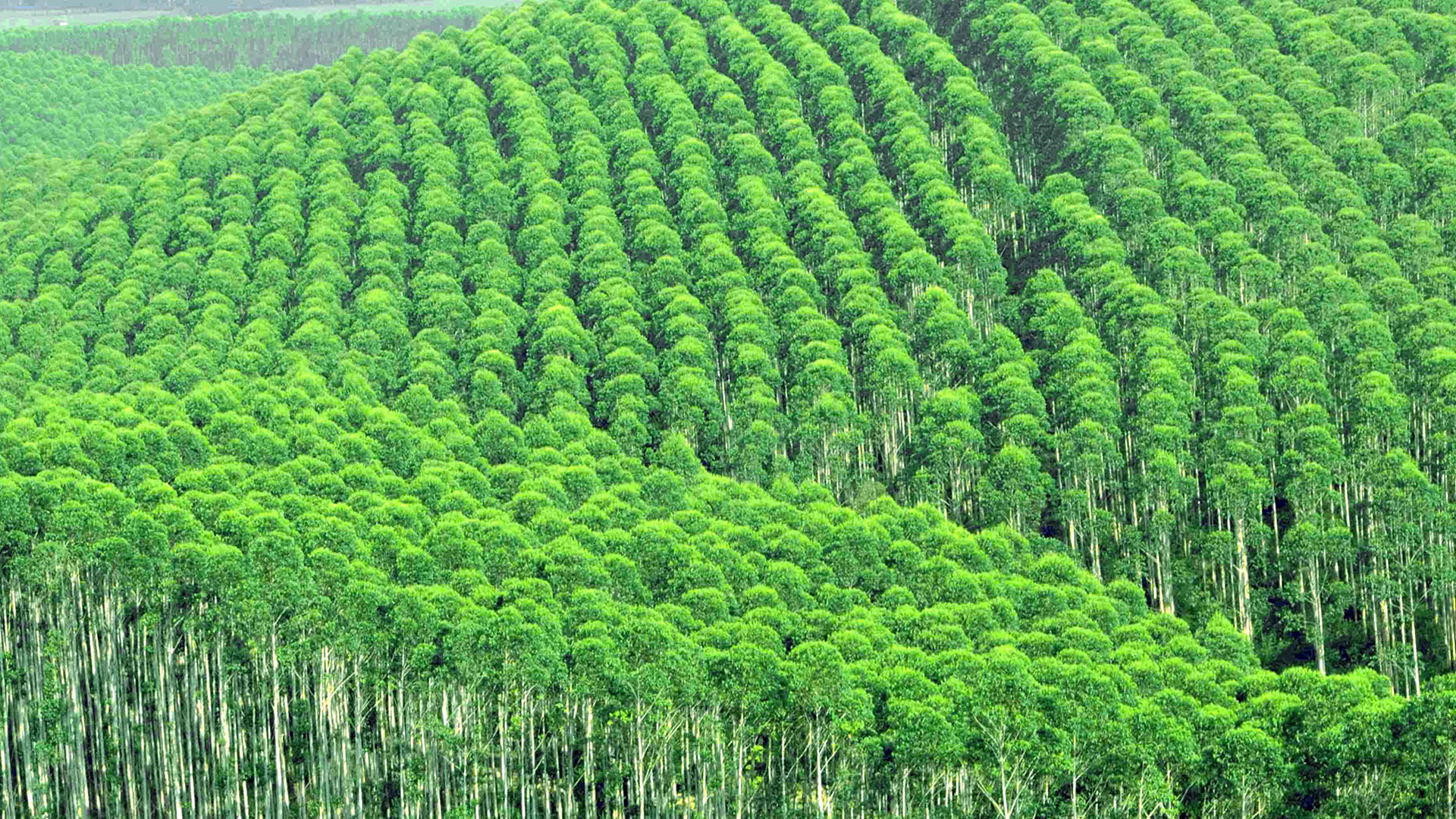 桉树有毒被称为亡国树断子绝孙树为何广西还遍地种植桉树