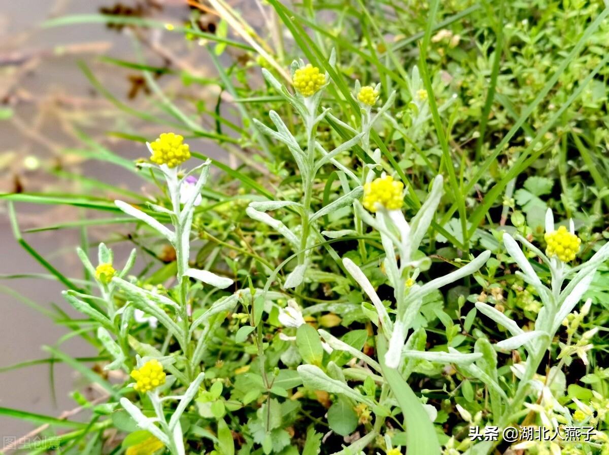 65种野菜图片大全，教你认识不同的野菜和吃法，你想要的野菜都有