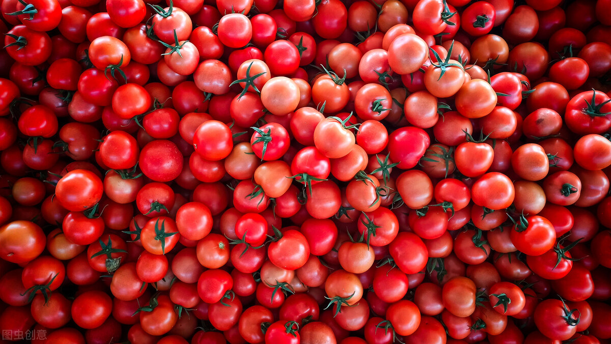 西红柿为什么没有以前好吃了？科研人员历时4年终于发现问题关键