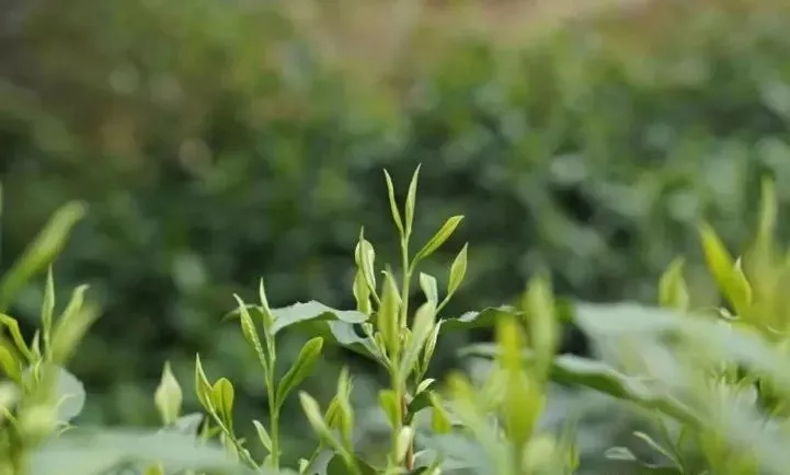 细说绿茶中的最魁梧的茶，太平猴魁